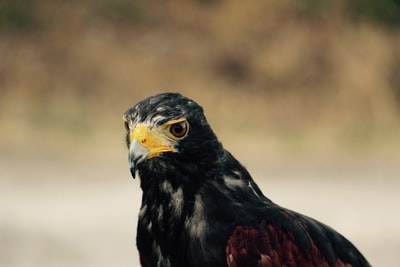 黑鹰和褐鹰白天的选择性聚焦摄影